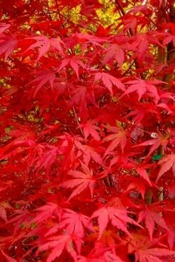 Glowing Embers Japanese Maple - 7 Gallon Pot (5-6') 16 Glowing Embers Japanese Maple - 7 Gallon Pot (5-6') -Garden Wisp Sales Store acer palmatum glowing embers japanese maple 22