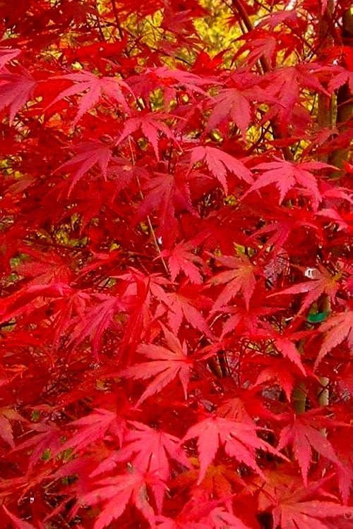 Glowing Embers Japanese Maple - 7 Gallon Pot (5-6') 8 Glowing Embers Japanese Maple - 7 Gallon Pot (5-6') - Image 8