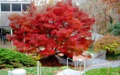 Glowing Embers Japanese Maple - 7 Gallon Pot (5-6') 17 Glowing Embers Japanese Maple - 7 Gallon Pot (5-6') -Garden Wisp Sales Store acer palmatum glowing embers japanese maple 24