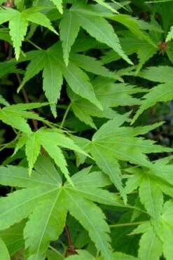 Green Leaf Japanese Maple (Acer Palmatum) - 5 Gallon Pot -Garden Wisp Sales Store acer palmatum green leaf japanese maple 2