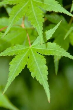 Green Leaf Japanese Maple (Acer Palmatum) - 5 Gallon Pot -Garden Wisp Sales Store acer palmatum green leaf japanese maple 4