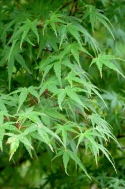 Green Leaf Japanese Maple (Acer Palmatum) - 5 Gallon Pot -Garden Wisp Sales Store acer palmatum green leaf japanese maple 5