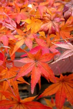 Green Leaf Japanese Maple (Acer Palmatum) - 5 Gallon Pot -Garden Wisp Sales Store acer palmatum green leaf japanese maple 7