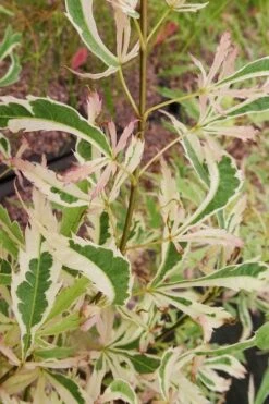 Hana Tsukasa Japanese Maple - 3 Gallon Pot (2-3') -Garden Wisp Sales Store acer palmatum hana tsukasa japanese maple 3