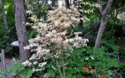 Hana Tsukasa Japanese Maple - 3 Gallon Pot (2-3') -Garden Wisp Sales Store acer palmatum hana tsukasa japanese maple 7