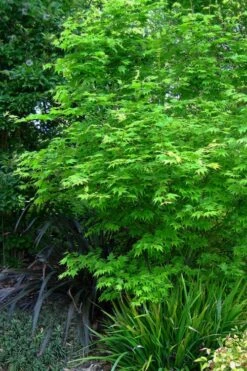 Hogyoku Japanese Maple - 3 Gallon Pot -Garden Wisp Sales Store acer palmatum hogyoku japanese maple 2 1