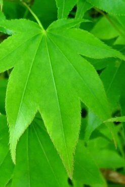 Hogyoku Japanese Maple - 3 Gallon Pot -Garden Wisp Sales Store acer palmatum hogyoku japanese maple 4 1