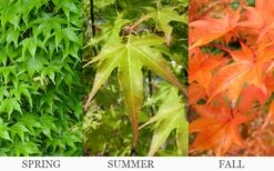 Hogyoku Japanese Maple - 3 Gallon Pot -Garden Wisp Sales Store acer palmatum hogyoku japanese maple 6 1