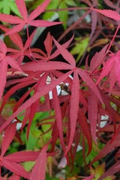 Hubb's Red Willow Japanese Maple - 3 Gallon Pot -Garden Wisp Sales Store acer palmatum hubbs red willow japanese maple 4