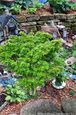 Jade Dragon Dwarf Japanese Maple - 3 Gallon Pot 9 Jade Dragon Dwarf Japanese Maple - 3 Gallon Pot -Garden Wisp Sales Store acer palmatum jade dragon japanese maple 5