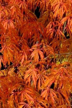 Jeddeloh Orange Japanese Maple - 1 Gallon Pot -Garden Wisp Sales Store acer palmatum jeddeloh orange japanese maple 1