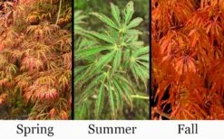 Jeddeloh Orange Japanese Maple - 1 Gallon Pot -Garden Wisp Sales Store acer palmatum jeddeloh orange japanese maple 3