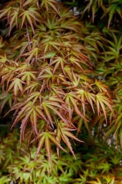 Eagle's Claw Japanese Maple - (Acer Palmatum 'Kamagata') - 2 Gallon Pot -Garden Wisp Sales Store acer palmatum kamagata eagles claw japanese maple 2
