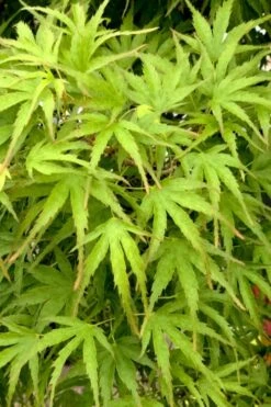 Eagle's Claw Japanese Maple - (Acer Palmatum 'Kamagata') - 2 Gallon Pot -Garden Wisp Sales Store acer palmatum kamagata eagles claw japanese maple 3