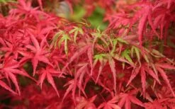Eagle's Claw Japanese Maple - (Acer Palmatum 'Kamagata') - 2 Gallon Pot -Garden Wisp Sales Store acer palmatum kamagata eagles claw japanese maple 4