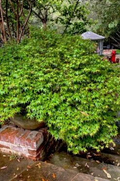 Kiyohime Spreading Japanese Maple - 1 Gallon Pot -Garden Wisp Sales Store acer palmatum kiyohime dwarf japanese maple 10