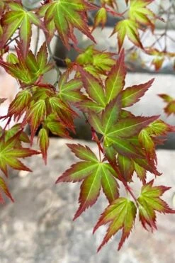 Kiyohime Spreading Japanese Maple - 1 Gallon Pot -Garden Wisp Sales Store acer palmatum kiyohime dwarf japanese maple 4