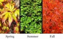 Kiyohime Spreading Japanese Maple - 1 Gallon Pot -Garden Wisp Sales Store acer palmatum kiyohime dwarf japanese maple 7