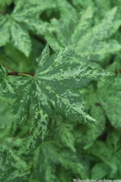 Kumoi Nishiki Japanese Full Moon Maple - 3 Gallon Pot -Garden Wisp Sales Store acer palmatum kumoi nishiki 1