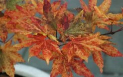 Kumoi Nishiki Japanese Full Moon Maple - 3 Gallon Pot -Garden Wisp Sales Store acer palmatum kumoi nishiki 12