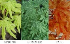 Kumoi Nishiki Japanese Full Moon Maple - 3 Gallon Pot -Garden Wisp Sales Store acer palmatum kumoi nishiki 13