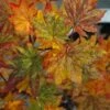 Kumoi Nishiki Japanese Full Moon Maple - 3 Gallon Pot