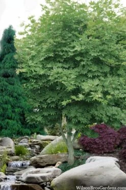 Kumoi Nishiki Japanese Full Moon Maple - 3 Gallon Pot -Garden Wisp Sales Store acer palmatum kumoi nishiki japanese maple 3