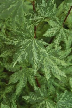 Kumoi Nishiki Japanese Full Moon Maple - 3 Gallon Pot -Garden Wisp Sales Store acer palmatum kumoi nishiki japanese maple 4