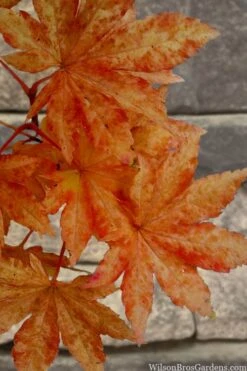 Kumoi Nishiki Japanese Full Moon Maple - 3 Gallon Pot -Garden Wisp Sales Store acer palmatum kumoi nishiki japanese maple 7