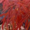 Lionheart Japanese Maple - 5 Gallon Pot