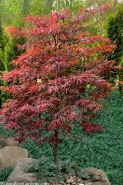 Lionheart Japanese Maple - 5 Gallon Pot -Garden Wisp Sales Store acer palmatum lion heart japanese maple 7