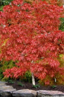 Lionheart Japanese Maple - 5 Gallon Pot -Garden Wisp Sales Store acer palmatum lion heart japanese maple 8
