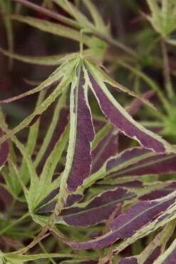 Manyo No Sato Purple Leaf Japanese Maple - 3 Gallon Pot (2-3') -Garden Wisp Sales Store acer palmatum manyo no sato japanese maple 6