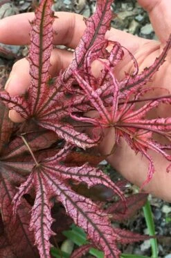 Crescent Moon Japanese Maple (Acer Palmatum 'Mikazuki') - 5 Gallon Pot