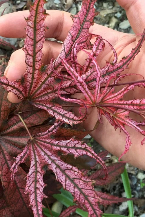 Crescent Moon Japanese Maple (Acer Palmatum 'Mikazuki') - 5 Gallon Pot 1 Crescent Moon Japanese Maple (Acer Palmatum 'Mikazuki') - 5 Gallon Pot