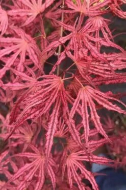 Crescent Moon Japanese Maple (Acer Palmatum 'Mikazuki') - 3 Gallon Pot (3-4') -Garden Wisp Sales Store acer palmatum mikazuki japanese maple 2 2