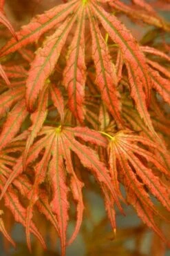 Crescent Moon Japanese Maple (Acer Palmatum 'Mikazuki') - 2 Gallon Pot -Garden Wisp Sales Store acer palmatum mikazuki japanese maple 4