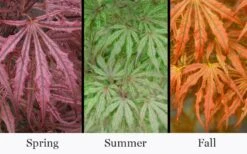 Crescent Moon Japanese Maple (Acer Palmatum 'Mikazuki') - 5 Gallon Pot 11 Crescent Moon Japanese Maple (Acer Palmatum 'Mikazuki') - 5 Gallon Pot -Garden Wisp Sales Store acer palmatum mikazuki japanese maple 5 1