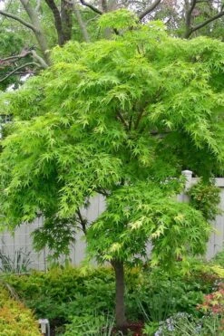 Pine Bark Japanese Maple (Acer Palmatum 'Nishiki Gawa) - 5 Gallon Pot -Garden Wisp Sales Store acer palmatum nishiki gawa pine bark japanese maple 3