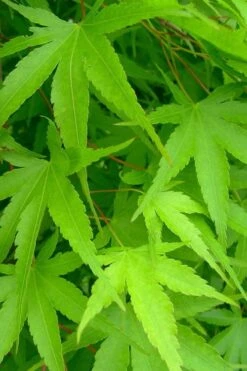 Pine Bark Japanese Maple (Acer Palmatum 'Nishiki Gawa) - 5 Gallon Pot -Garden Wisp Sales Store acer palmatum nishiki gawa pine bark japanese maple 4