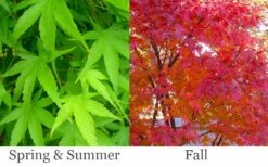 Pine Bark Japanese Maple (Acer Palmatum 'Nishiki Gawa) - 5 Gallon Pot -Garden Wisp Sales Store acer palmatum nishiki gawa pine bark japanese maple 6