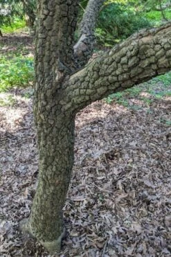 Pine Bark Japanese Maple (Acer Palmatum 'Nishiki Gawa) - 5 Gallon Pot -Garden Wisp Sales Store acer palmatum nishiki gawa pine bark japanese maple 8