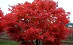 Pine Bark Japanese Maple (Acer Palmatum 'Nishiki Gawa) - 5 Gallon Pot -Garden Wisp Sales Store acer palmatum nishiki gawa pine bark japanese maple 9