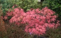 Olsen's Frosted Strawberry Japanese Maple - 3 Gallon Pot 26 Olsen's Frosted Strawberry Japanese Maple - 3 Gallon Pot -Garden Wisp Sales Store acer palmatum olsens frosted strawberry japanese maple 10