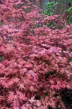 Olsen's Frosted Strawberry Japanese Maple - 3 Gallon Pot 21 Olsen's Frosted Strawberry Japanese Maple - 3 Gallon Pot -Garden Wisp Sales Store acer palmatum olsens frosted strawberry japanese maple 11