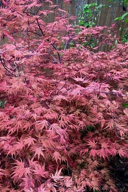 Olsen's Frosted Strawberry Japanese Maple - 3 Gallon Pot 6 Olsen's Frosted Strawberry Japanese Maple - 3 Gallon Pot - Image 6