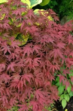 Olsen's Frosted Strawberry Japanese Maple - 3 Gallon Pot 31 Olsen's Frosted Strawberry Japanese Maple - 3 Gallon Pot -Garden Wisp Sales Store acer palmatum olsens frosted strawberry japanese maple 13