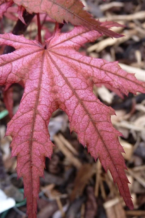 Olsen's Frosted Strawberry Japanese Maple - 3 Gallon Pot 15 Olsen's Frosted Strawberry Japanese Maple - 3 Gallon Pot - Image 15