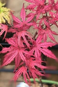 Olsen's Frosted Strawberry Japanese Maple - 3 Gallon Pot 20 Olsen's Frosted Strawberry Japanese Maple - 3 Gallon Pot -Garden Wisp Sales Store acer palmatum olsens frosted strawberry japanese maple 17