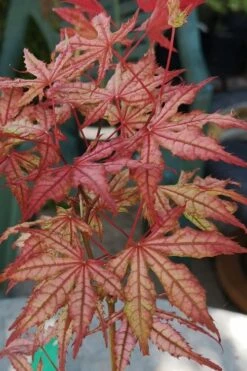 Olsen's Frosted Strawberry Japanese Maple - 3 Gallon Pot 29 Olsen's Frosted Strawberry Japanese Maple - 3 Gallon Pot -Garden Wisp Sales Store acer palmatum olsens frosted strawberry japanese maple 18
